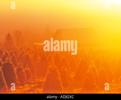 Grange d'arbres de Noël et de brouillard lever du soleil près de Dunroamin Oregon Banque D'Images