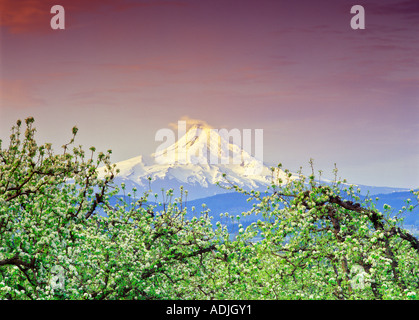 Lever du soleil sur le mont Hood et poire Verger en fleurs de Hood River Valley Oregon Banque D'Images