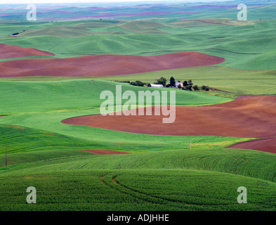 Le blé de printemps avec la Palouse ferme près de Colfax WA Banque D'Images