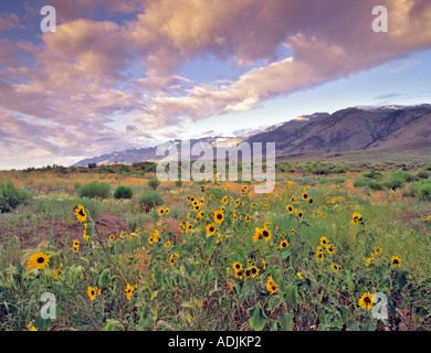 Steens Mountain Oregon et tournesols Banque D'Images