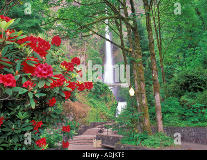 Avec les chutes de Multnomah Columbia River Gorge Oregon rhododendron Banque D'Images