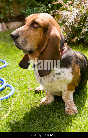 Basset Hound mâle adulte. Banque D'Images