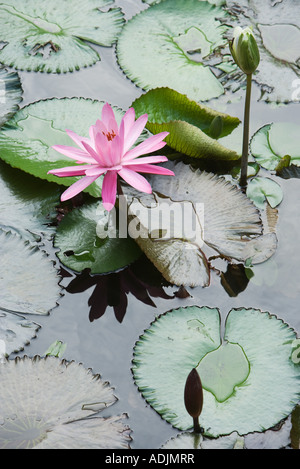 Water Lilies Banque D'Images