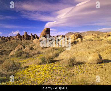 Fleurs jaunes et nuages lenticulaires en Alabama Hills en Californie Banque D'Images