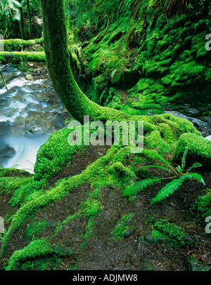 Moss sur arbre avec petit ruisseau Bridge Creek Lane County Oregon Banque D'Images