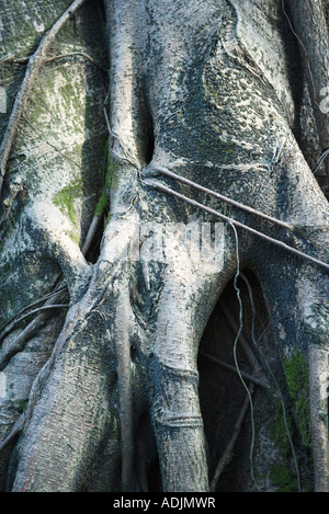 Les racines des arbres, extreme close-up Banque D'Images