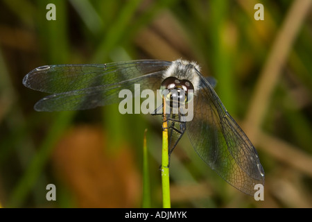 Dard Noir (Sympetrum danae) perché sur la tige d'herbe. Banque D'Images