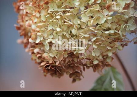 L'hydrangea Hydrangea arborescens annabelle en automne Banque D'Images