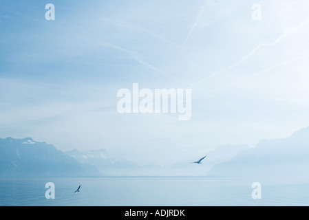 Birds flying over lake Banque D'Images