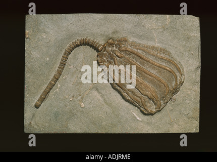 Mon Dizgocrinus crinoïde fossile Banque D'Images