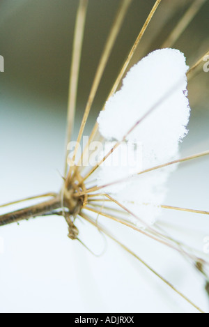 Snow-covered plant, close-up Banque D'Images