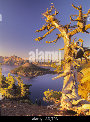 Le lac du cratère et de l'île de l'assistant avec l'Oregon pin unique Banque D'Images