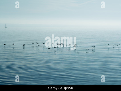 Les oiseaux près de la surface de l'eau Banque D'Images