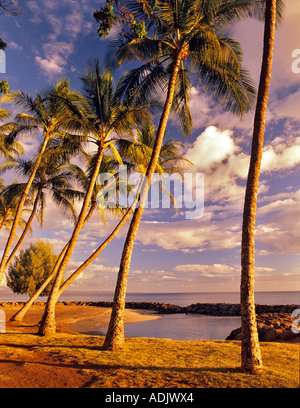 Palmiers et d'observation de nuages Launiupoko Maui Hawaii Banque D'Images