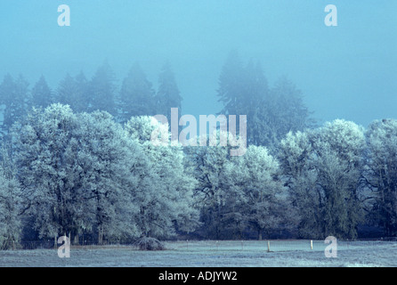 Les arbres avec de la gelée blanche près de Monroe Oregon Banque D'Images