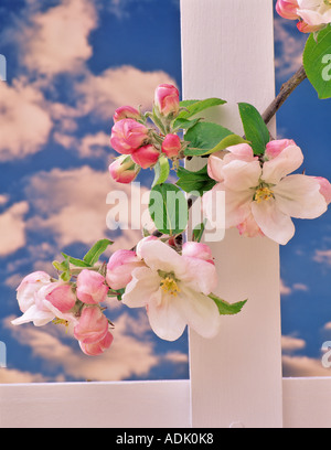La Gravenstein Apple Blossoms avec clôture blanche Oregon alpin Banque D'Images