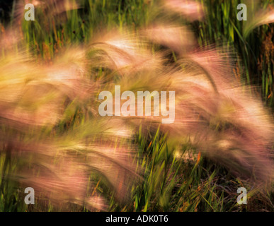 Barbu brandissant l'herbe longue dans le vent sur les rives du lac Mono en Californie Banque D'Images