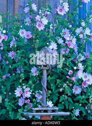 Cabane avec Mallow sp Lavatera fleurs d'Cannon Beach Oregon Banque D'Images