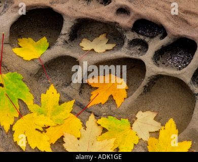 Rocky Mountain feuilles d'érable dans la couleur de l'automne en grès Shore Acres State Park Oregon Banque D'Images