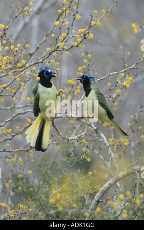 Jay Cyanocorax yncas vert lutte contre les adultes en butinant Huisache Starr County Rio Grande Valley Texas USA Mars 2002 Banque D'Images