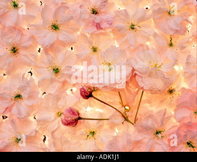 La rosée sur les fleurs de cerisier en fleurs rétro-éclairé Oregon Banque D'Images