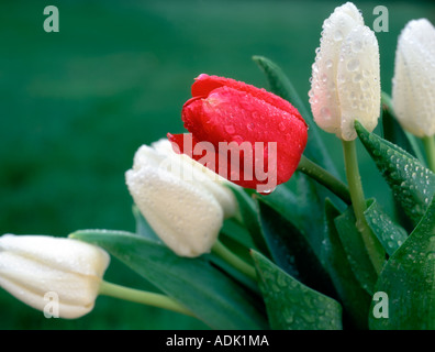 Blanc avec une tulipe rouge après la pluie près de Monroe Oregon Banque D'Images