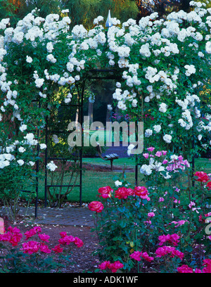 Arbor Rose Rose International Jardins Test Portland Oregon Banque D'Images