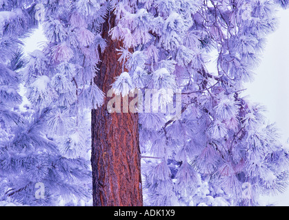 Close up de givre et de neige sur le pin ponderosa Fremont National Forest Oregon Banque D'Images
