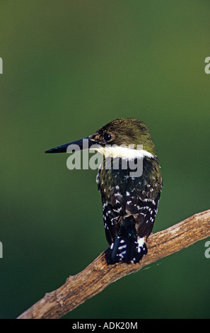 Martin-pêcheur vert Chloroceryle americana femme Cameron Comté Rio Grande Valley Texas USA Mai 2004 Banque D'Images