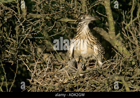 Plus de Roadrunner Geococcyx californianus des profils sur son nid avec les jeunes dans le Comté de Starr Palo Rio Grande Valley Texas USA Banque D'Images