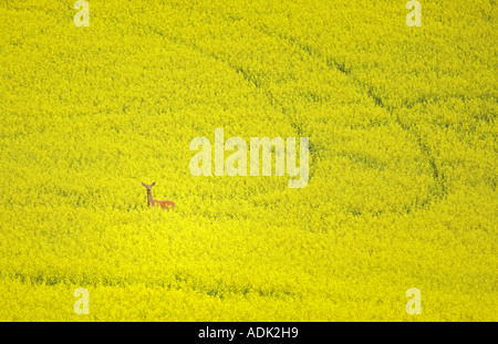 Chevreuil dans domaine de la Palouse Canola près de Colfax Washington Banque D'Images