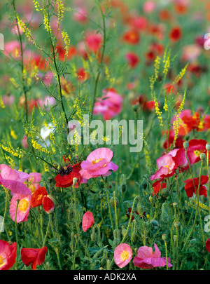 Poppies in mixte jardin à été Lac Inn Oregon Banque D'Images