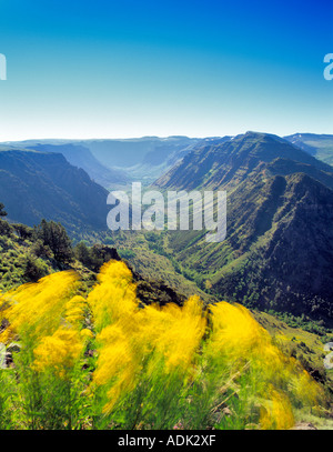 Big Indian Canyon avec fleurs jaunes dans les montagnes de l'Oregon Steens breeze Banque D'Images