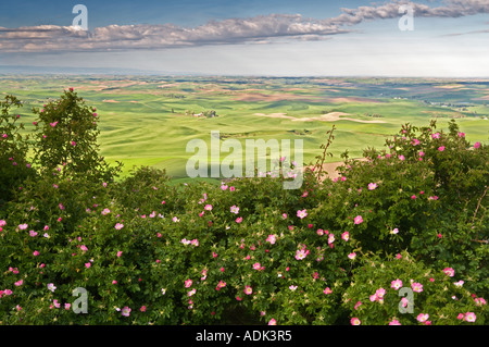 Wild Rose bush en fleurs prises de Steptoe Butte près de la Palouse Colfax Washington Banque D'Images