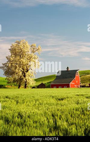 Grange rouge avec arbres en fleurs et les collines de blé près de la Palouse Colfax Washington Banque D'Images