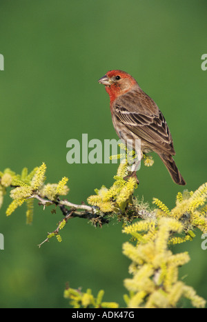 Roselin familier Carpodacus mexicanus homme en butinant Blackbrush Acacia Lake Corpus Christi Texas USA Avril 2003 Banque D'Images