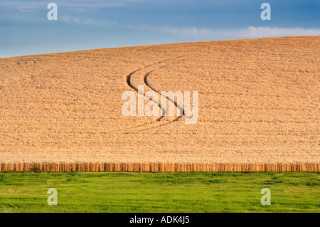 Les conduites du tracteur dans le champ de blé de Washington la Palouse Banque D'Images