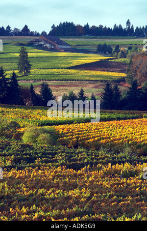 Sokol Blosser vignobles dans la couleur de l'automne l'Oregon Banque D'Images