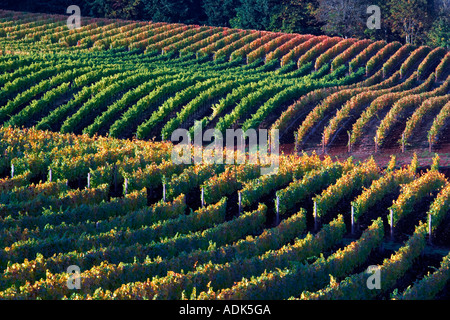 Sokol Blosser vignobles dans la couleur de l'automne l'Oregon Banque D'Images