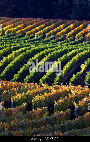 Sokol Blosser vignobles dans la couleur de l'automne l'Oregon Banque D'Images