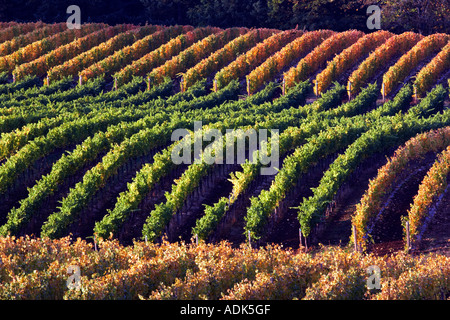 Sokol Blosser vignobles dans la couleur de l'automne l'Oregon Banque D'Images