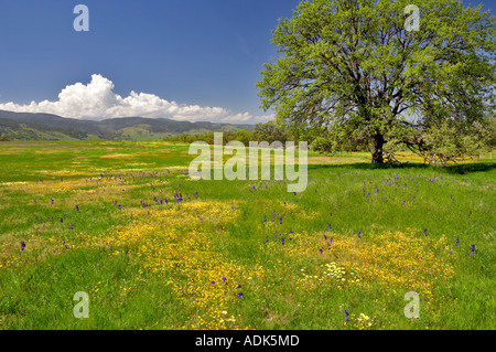 Prairie avec les fleurs sauvages Bear Valley en Californie Banque D'Images
