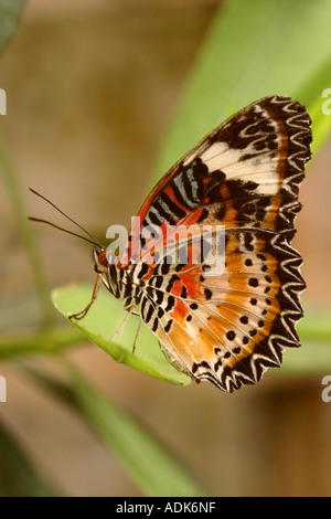 La chrysope (Cethosia biblis rouge) reposant sur la Banque D'Images