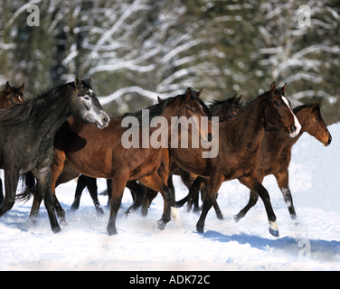 Chevaux qui courent dans la neige Holsteiner Banque D'Images