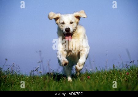 Golden Retriever. La chien qui court vers l'appareil photo Banque D'Images
