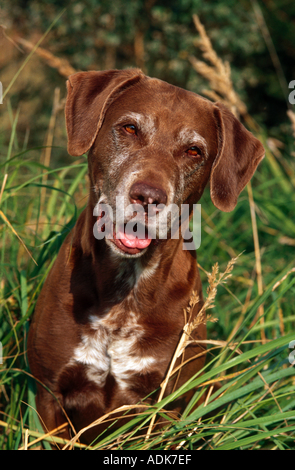 Vieux chien Braque Allemand - portrait Banque D'Images