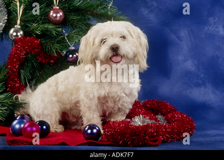 Maltese dog in front of Christmas Tree Banque D'Images