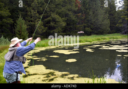 Libération de la pêche à la mouche la truite sur petit étang dans la Forêt Nationale de l'Oregon Freemont Banque D'Images