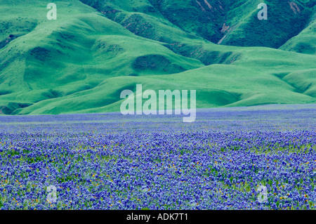 Lupin en fleurs près de la Californie Grapevine Banque D'Images
