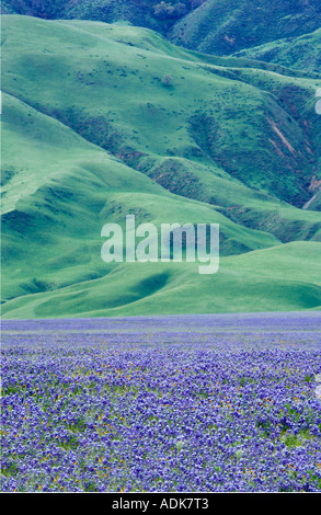 Lupin en fleurs près de la Californie Grapevine Banque D'Images